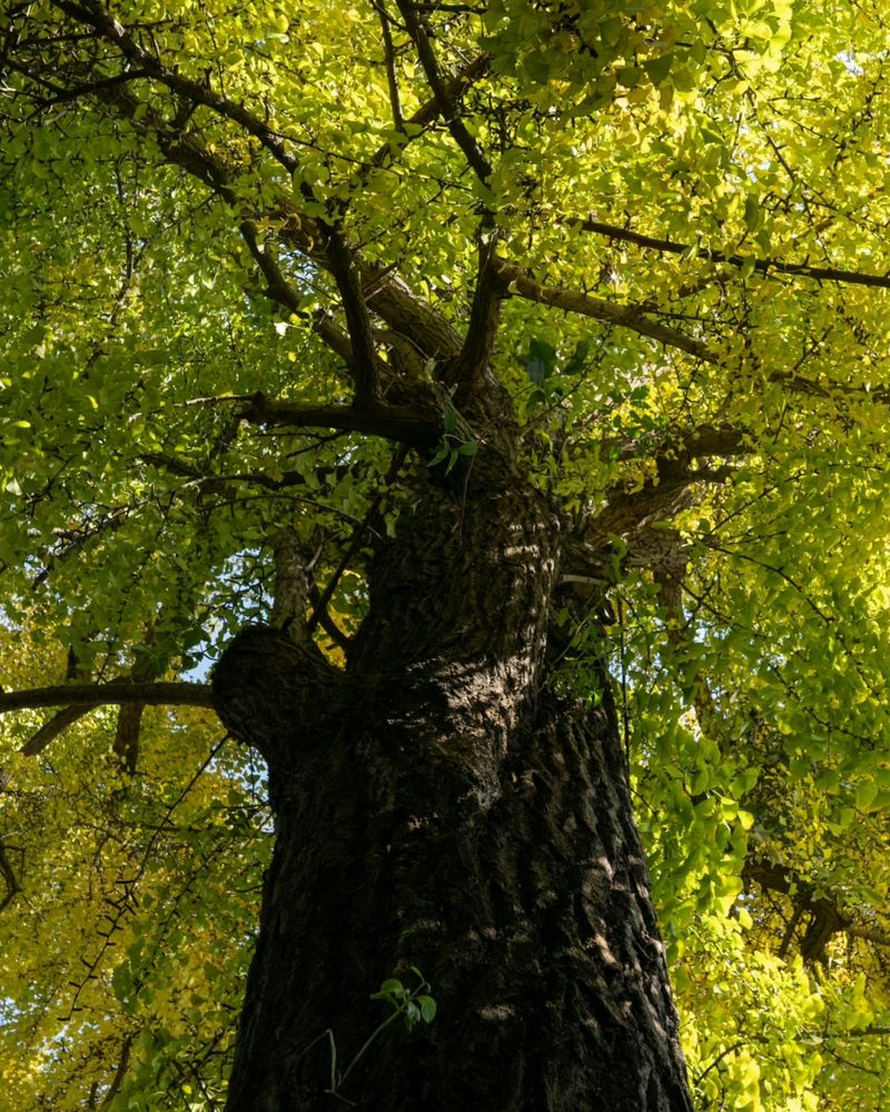 Looking up into the green canopy of a large tree
