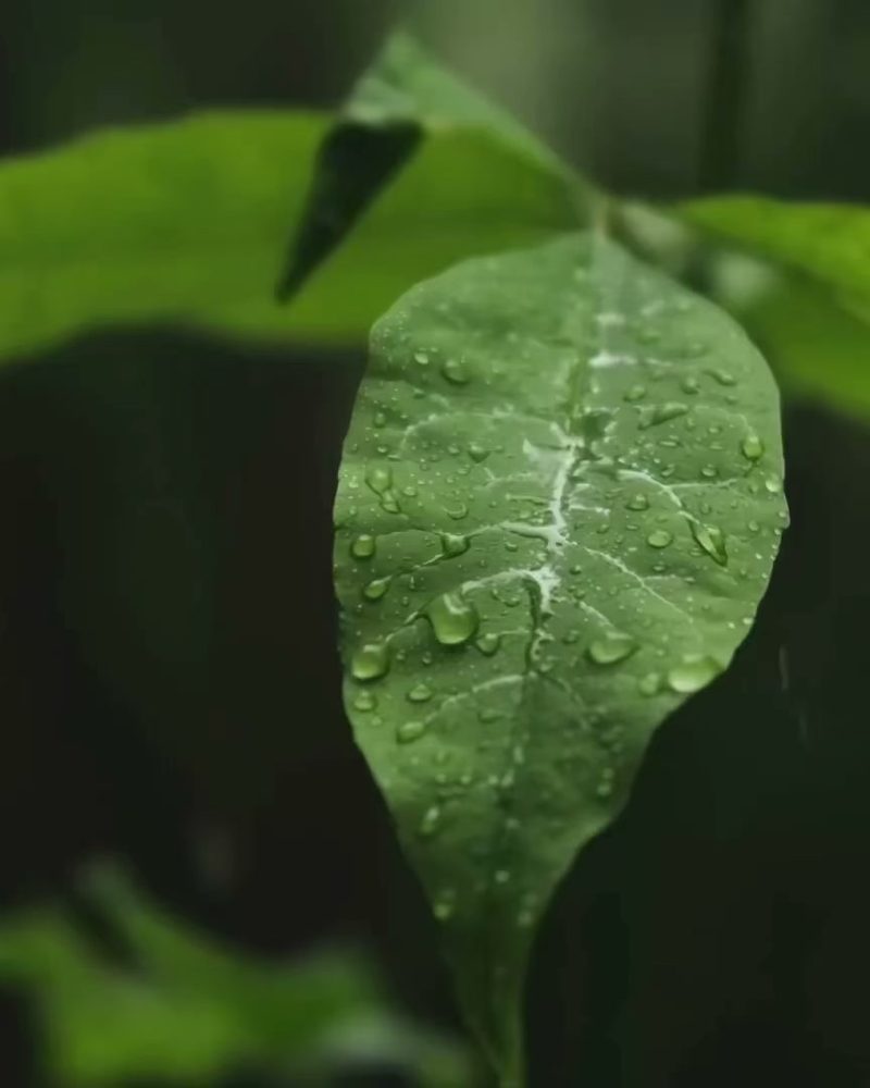 Green leaf holding water droplets after rain